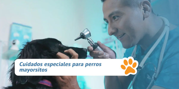 Cuidados especiales para perros mayorsitos
