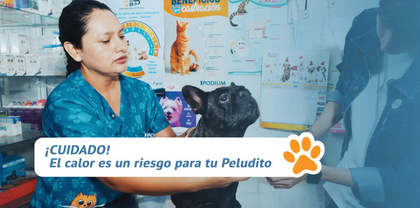 ¡CUIDADO! El calor es un riesgo para tu Peludito
