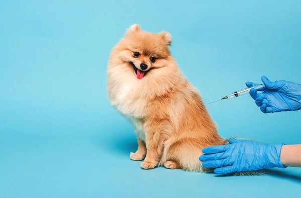 Consejos para la vacunación de tu perro